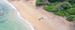 Drones Provide Views of Endangered Species At a Safe Distance